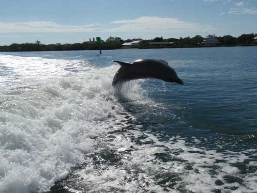 Find the dolphin!